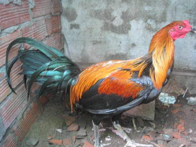 BÁN GÀ MÁI Bobby Boles Asil (hàng hiệu) - 10