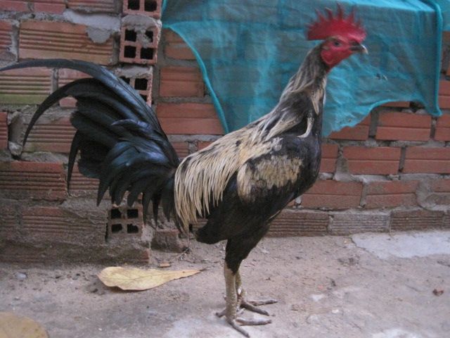 BÁN GÀ MÁI Bobby Boles Asil (hàng hiệu) - 11