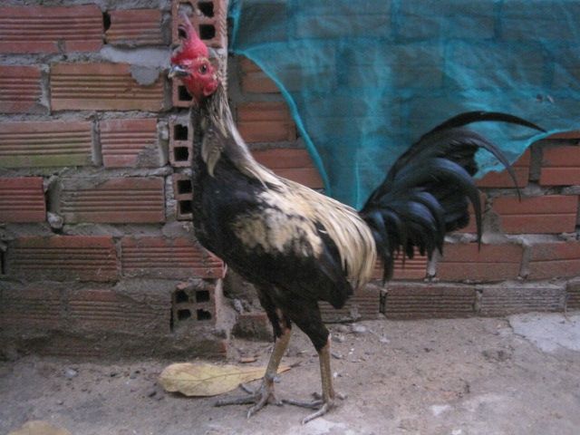 BÁN GÀ PERU TRỐNG MÁI GÀ ASiil