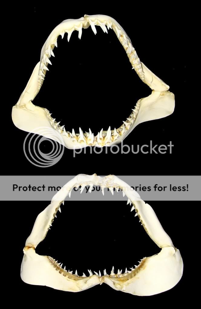 Bestshells Mako Shark Jaw 380 x 270 mm  